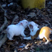babies playing 