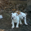 silly puppies